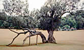 brijuni